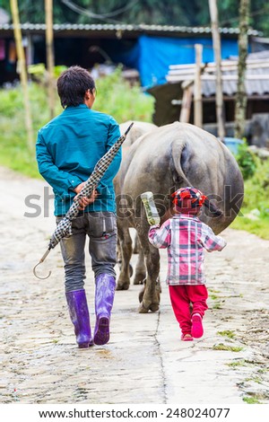 TA PHIN, LAO CAI, VIETNAM - SEP 21, 2014:  Unidentified Red Dao people walk with bulls. Red Dao is one of the minority ethnic groups in Vietnam
