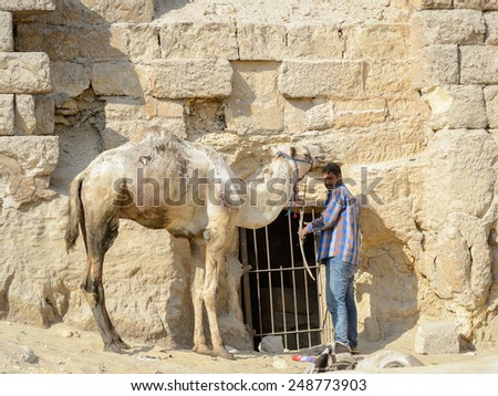 GIZA, EGYPT - NOV 23, 2014: Unidentified Egyptian man rides with camel at Giza Necropolis, Egypt. UNESCO World Heritage
