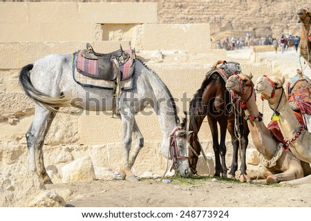 GIZA, EGYPT - NOV 23, 2014: Unidentified Egyptian man with horses at Giza Necropolis, Egypt. UNESCO World Heritage
