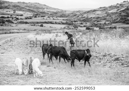 OMO, ETHIOPIA - SEPTEMBER 21, 2011: Unidentified Ethiopian girl with cows and ram. People in Ethiopia suffer of poverty due to the unstable situation