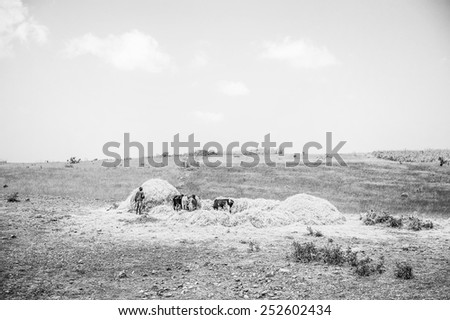 OMO, ETHIOPIA - SEPTEMBER 19, 2011: Unidentified Ethiopian children and cows in the field. People in Ethiopia suffer of poverty due to the unstable situation