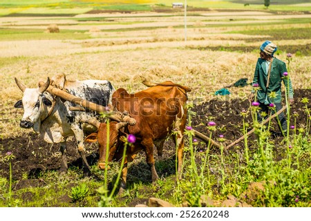 OMO, ETHIOPIA - SEPTEMBER 21, 2011: Unidentified Ethiopian woman and the cows in the street. People in Ethiopia suffer of poverty due to the unstable situation