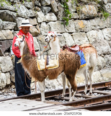 RIOBAMBA, ECUADOR - JAN 7, 2015: Unidentified Ecuadorian man with two lamas near a rail road. 71,9% of Ecuadorian people belong to the Mestizo ethnic group