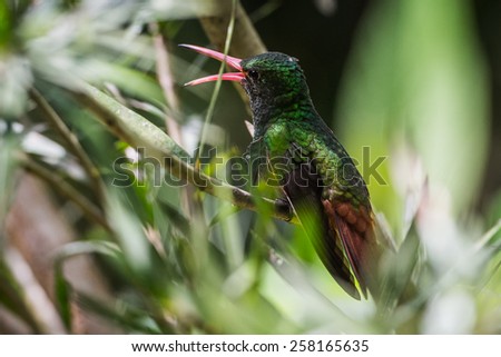 Humming bird close up in Ecuador