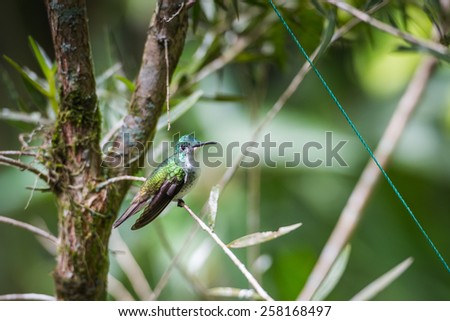 Humming bird close up in Ecuador