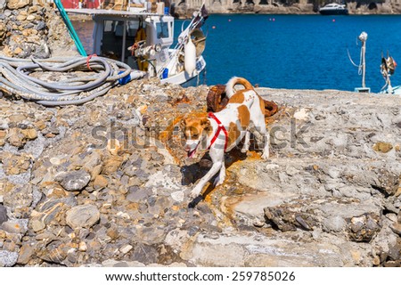 PORTOFINO, ITALY - MAR 7, 2015: Dog runs on the stone in Portofino, Italy. Portofino is a resort famous for its picturesque harbour
