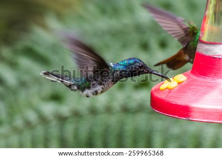 Humming bird flying close up