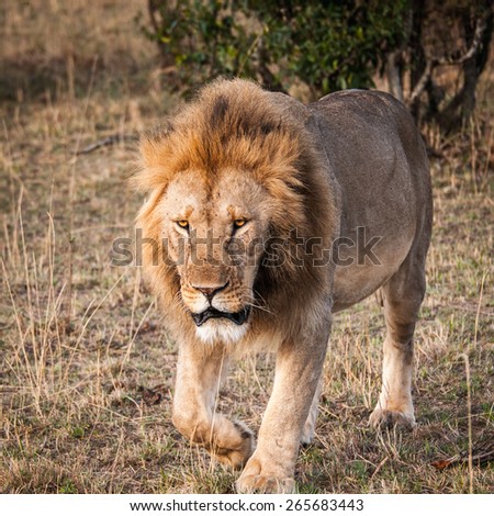 Sad Lion, the king of the jungle, in Kenya