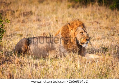 Lion, king of the jungle, in Kenya