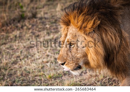 Sad Lion, the king of the jungle, in Kenya