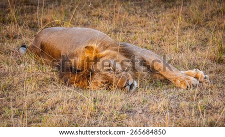Lion, king of the jungle, in Kenya