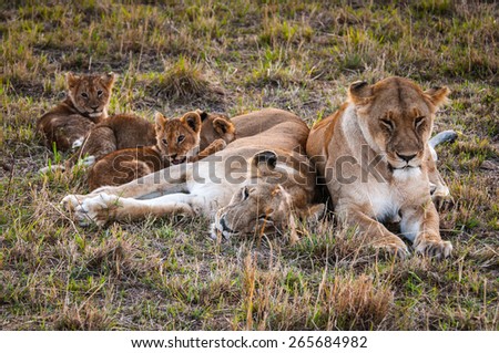 Lioness and her little lion cubs