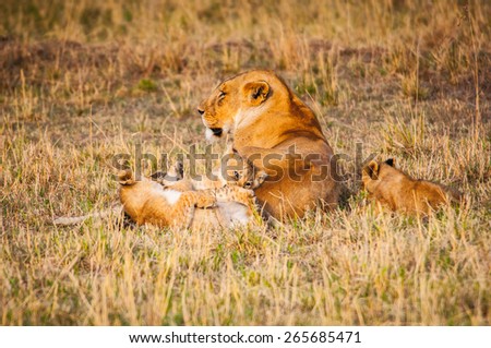 Lioness and her little lion cubs in Kenya