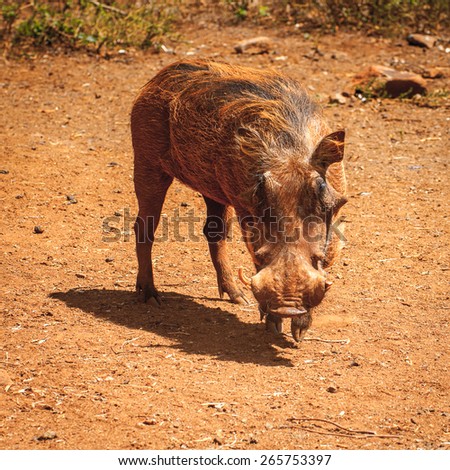 Wild hog in Kenya, Africa
