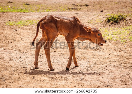 Little cow in Kenya