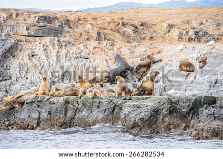 Group of the sea lions on the rock, Beagle Channel