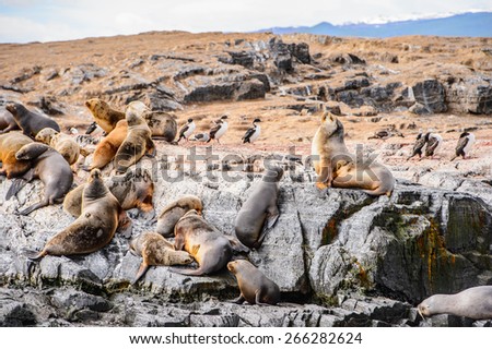 Sea lions on the rock, Beagle Channel, Tierra del Fuego