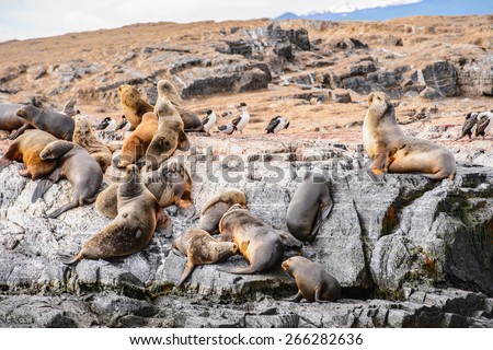 Sea lions on the rock, Beagle Channel, Tierra del Fuego