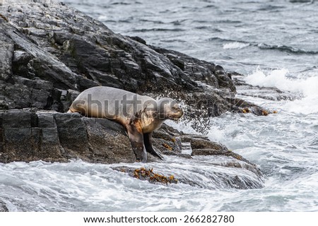 Sea lion jumps into the water