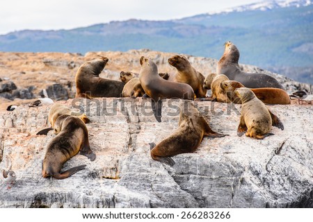Group of the sea lions on the rock, Beagle Channel