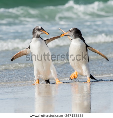 Two penguin hug each other and walk