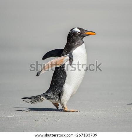 Funny gentoo penguin
