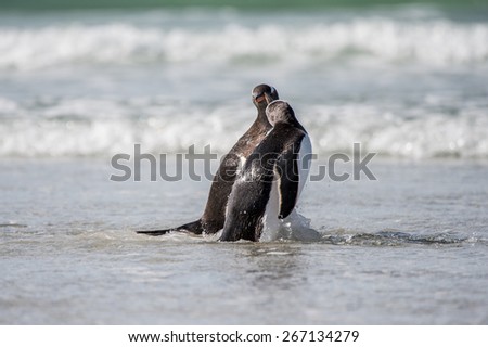 Cute gentoo penguin playing in the water
