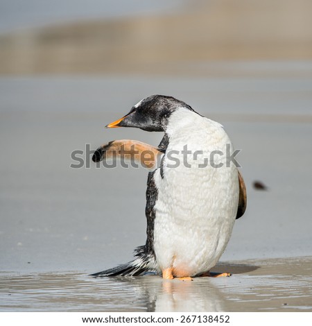 CLose up of a cute penguin