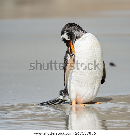 CLose up of a cute penguin