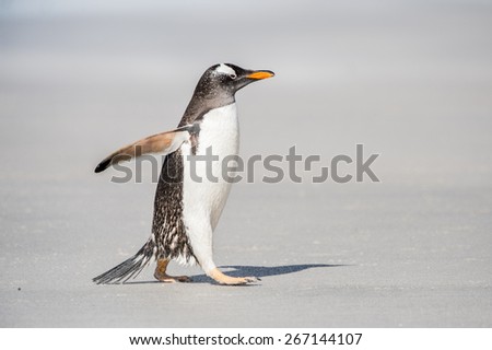 Gentoo penguin runs over the sand