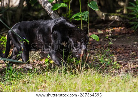Black panther walks through the jungle