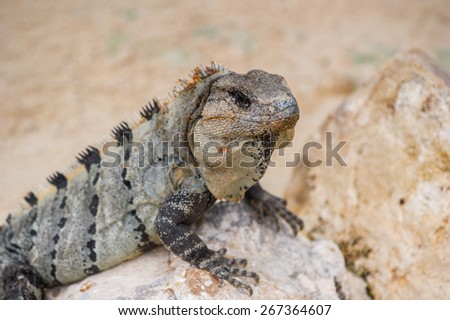Mexican iguana on the stone