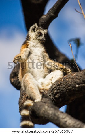 Ring-tailed lemur on a tree in Madagascar, Africa
