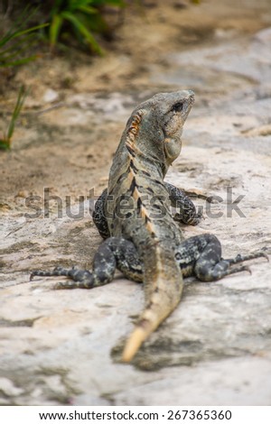 Mexican iguana lying on the stone