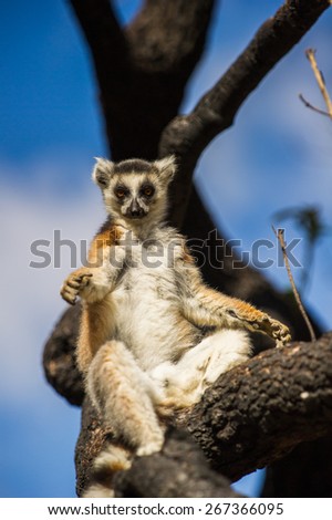 Ring-tailed lemur on a tree in Madagascar, Africa