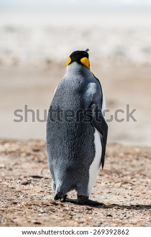 King penguin from behind, Antarctica