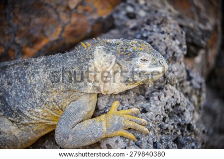 Close up of an iguana marina on the Galapagos Islands, Ecuador