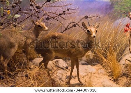 SAN FRANCISCO, USA - OCT 5, 2015: Deer in the Animal section of tge California Academy of Sciences, a natural history museum in San Francisco, California. It was established in 1853