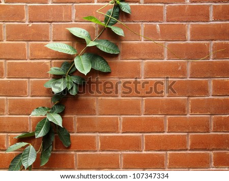 Tendril plant on brick wall.