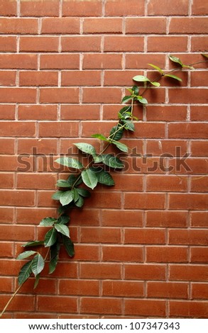 Tendril plant on brick wall.