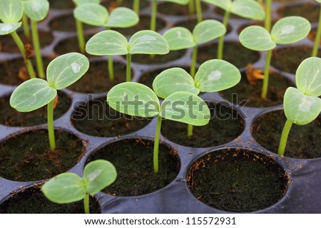 Melon, cucumber or cucumbid seedling in pod or plastic tray.