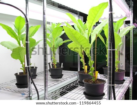 Tobacco plant for disease testing.