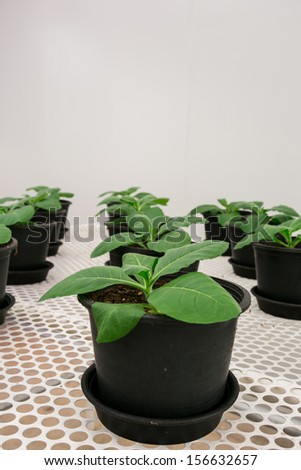 Tobacco plants for disease testing.
