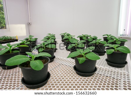 Tobacco plants for disease testing.