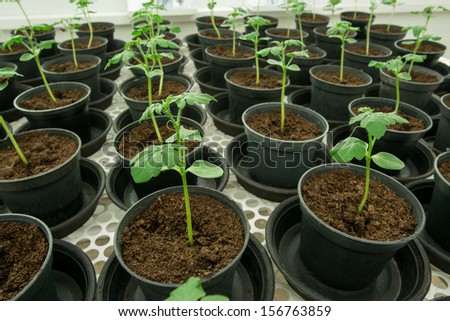 Tomato plants for disease testing.