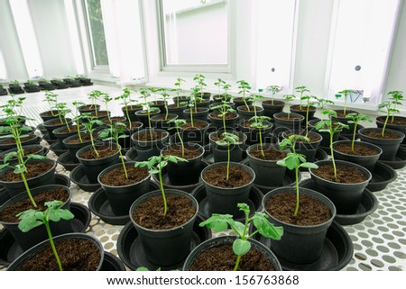 Tomato plant for disease testing.
