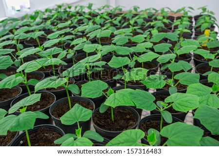The cucumber plant transplant to  the pot for disease testing, virus, bacteria.