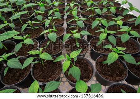 The hot pepper plant transplant to  the pot for disease testing, virus, bacteria.