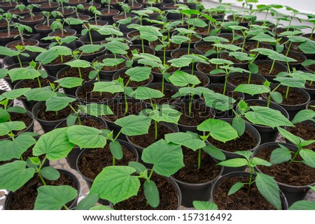 The cucumber plant transplant to  the pot for disease testing, virus, bacteria.