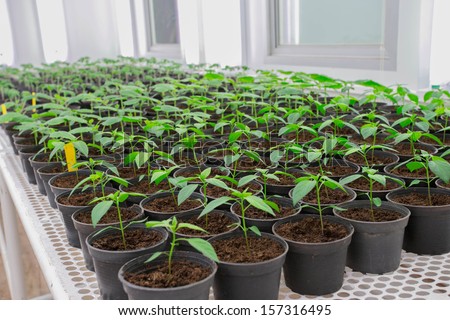 The hot pepper plant transplant to  the pot for disease testing, virus, bacteria.
